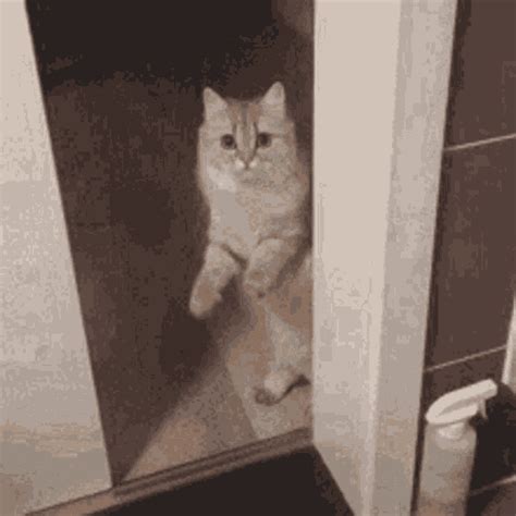 Door Hide GIF - Door Hide Close - Discover & Share GIFs