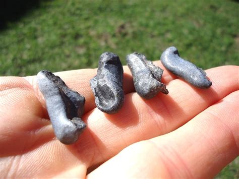 Four Uncommon Dolphin Inner Ear Bones | Recently Sold | FOSSILS ...