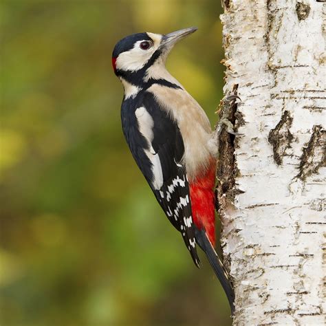 Great Spotted Woodpecker by Clive Daelman - BirdGuides