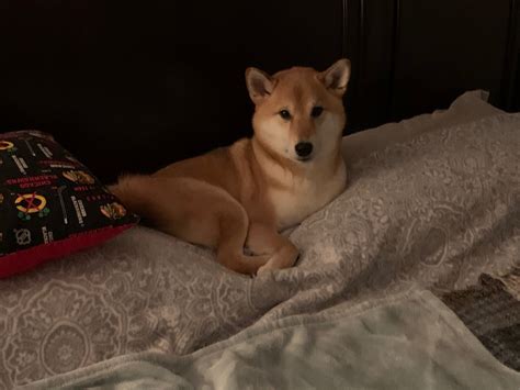 Here’s my sleepy shiba inu : r/shiba