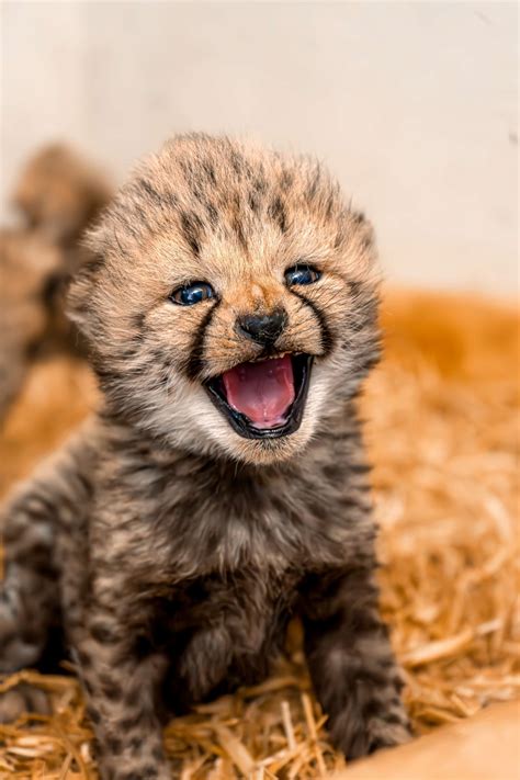 International Cheetah Day: Celebrating the World's Fastest Land Animal