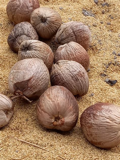 Evaluating the Brazilian Green Dwarf coconut variety under Guyanese conditions – Caribbean ...