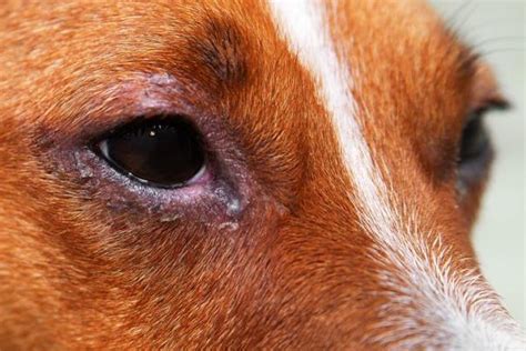 How Do You Treat A Stye On A Dogs Eyelid