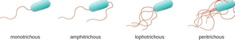 Bacteria: Shape, Size, Structure and other Membrane - Microbiology Notes