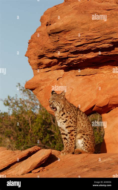 young bobcat in desert habitat, wildcat in red rocks of american west Stock Photo - Alamy