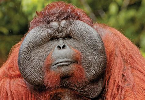 Male Orangutan | Primates, Male orangutan, Weird animals