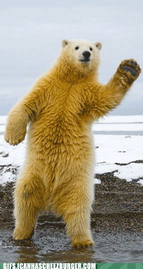 dancing polar bear dancing bear gif | WiffleGif