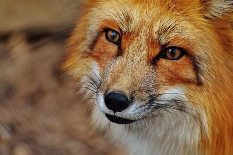 Image libre: renard, animal, faune, la photographie, la nature