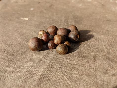 Camellia sinensis seeds, Assorted