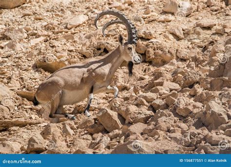 Male Nubian Ibex on a Cliff Stock Image - Image of males, male: 156877551