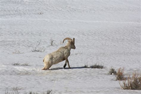 Bighorn Sheep in Snow | Bighorn sheep are more susceptible t… | Flickr