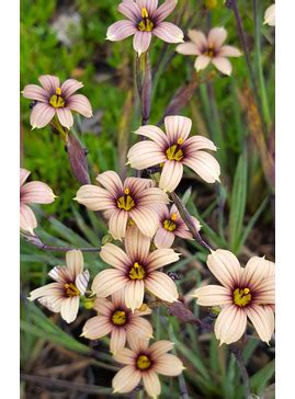 S - Z > Sisyrinchium - The Beth Chatto Gardens