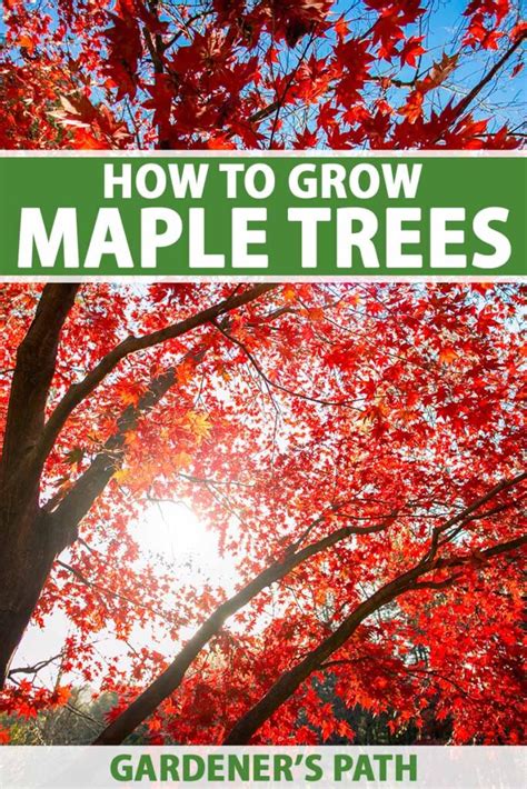 How to Grow and Care for Maple Trees | Gardener’s Path