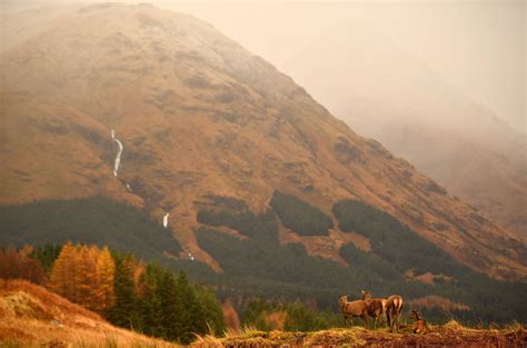 Scottish red deer in Glen Etive