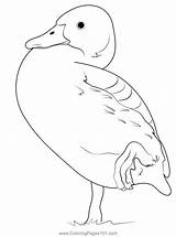 Fulvous Whistling Duck One Legg Stand Coloring Page For Kids  Free sketch template
