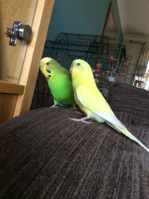 Budgies | Cute birds, Budgies, Parakeet