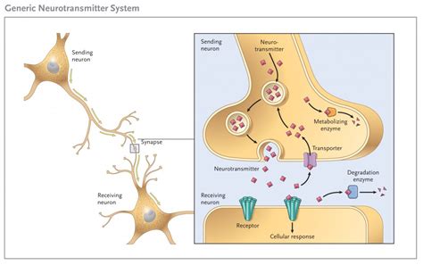 What Are Neurotransmitters – And How Can I Make Mine Better? – Supplements in Review