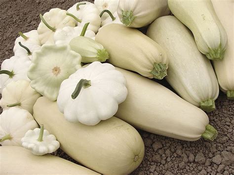 6 Popular Types Of Squash White And Their Health Benefits