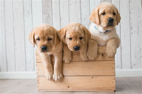 20 Best cute wallpaper golden retriever adorable puppies You Can Use It ...