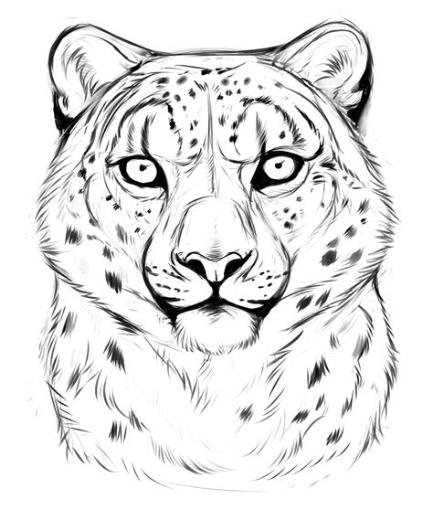 Snow leopard sketch by TheMysticWolf on DeviantArt