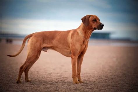 Rhodesian Ridgeback [Ultimate Guide: Temperament, Personality & More]