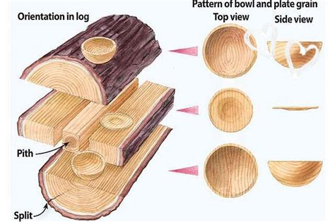 the diagram shows different parts of a tree that is cut in half and placed on top of each other