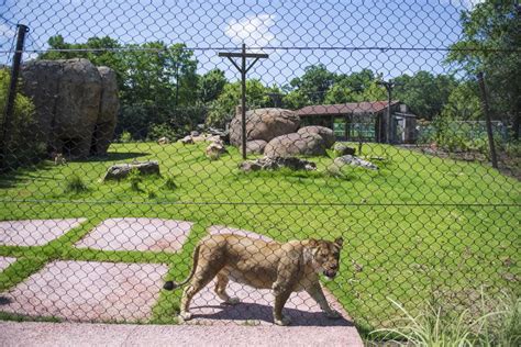 Photos: Get first look at Audubon Zoo's new lion exhibit ahead of public opening | Photos | nola.com