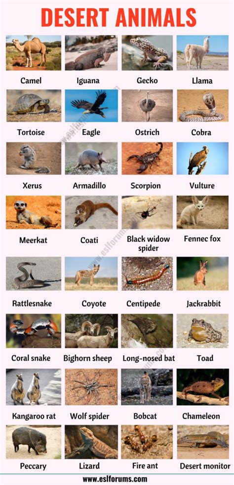 140 Desert Animals: List of Animals that Live in the Desert with ESL Picture - ESL Forums