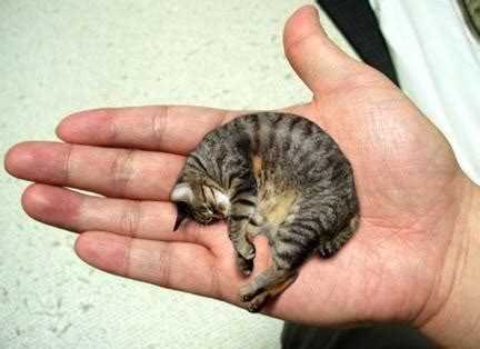 Meet Mr Peebles The Smallest Cat in the World - Catman