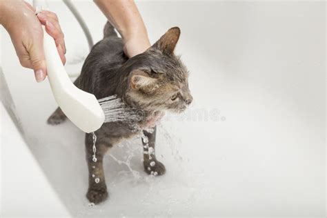 Showering the cat stock image. Image of kitten, feline - 101555561