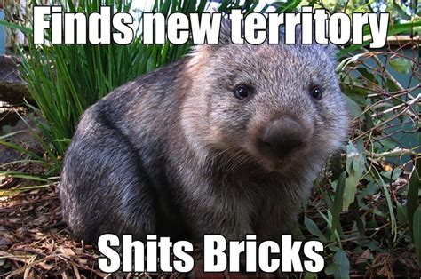 Easily Startled Wombat : funny