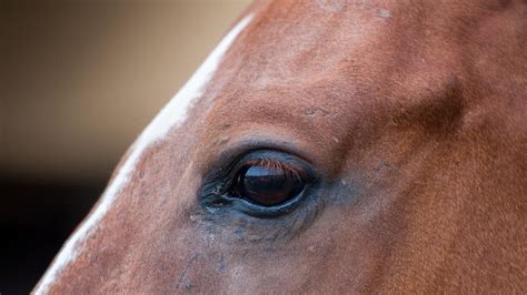 Horse kick injury south of Rockhampton | The Courier Mail