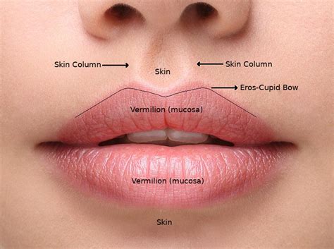 Things You Should Know About Lip Aesthetics | Ege Ozgentas M.D.