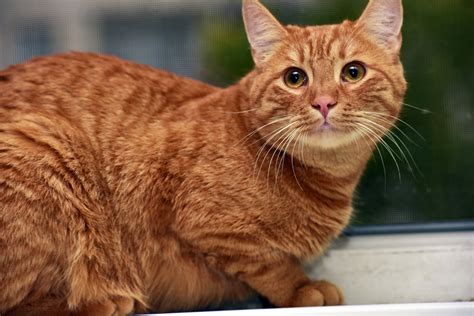 What Should You Know About Orange Tabby Cats Health and Nutrition ...