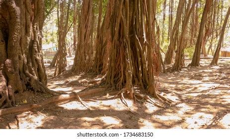 Banyan Tree Kerala Forest Stock Photo 1734683150 | Shutterstock