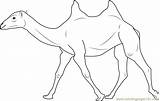 Two Humped Bactrian Camel Coloring Page For Kids  Free Printable sketch template