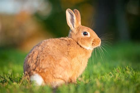 Animales Domesticos Conejos