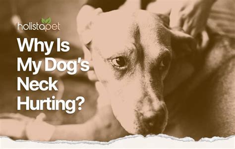 Dog Neck Pain: What’s Causing My Dog to Ache? - HolistaPet