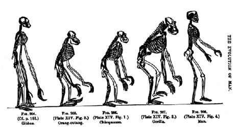 Evolution Diagram from Thomas Henry Huxley