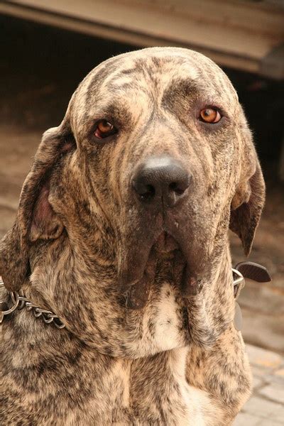 Fila Brasileiro Information and Pictures, Fila | Dog breeds, Unusual ...