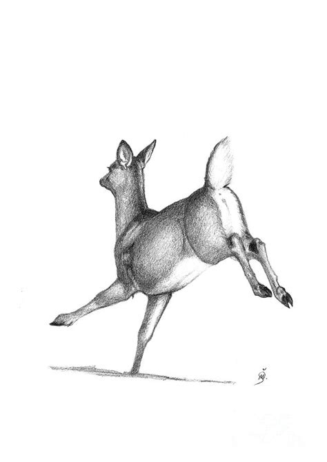 Running Deer Drawing by Martina Seketa - Fine Art America