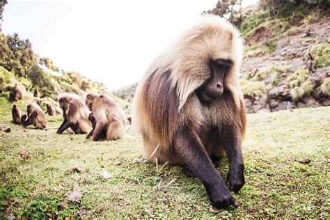 Ethiopian Wildlife :: Behance