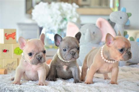 Best Available Puppies For Sale in Florida | No. 1 Breeder