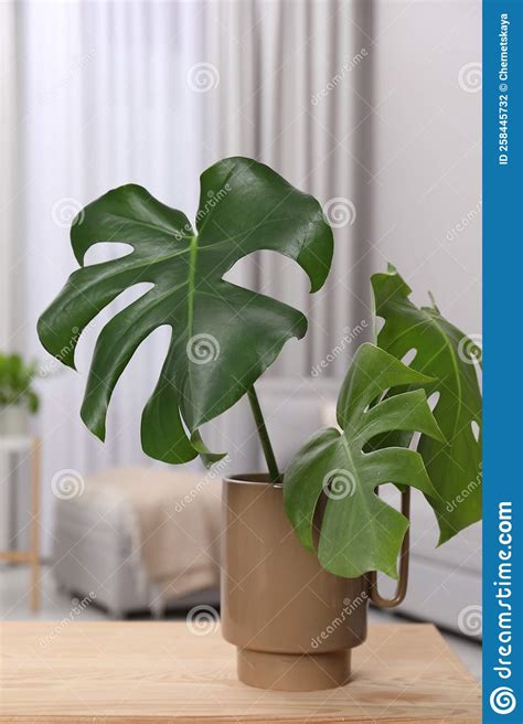 Ceramic Vase with Tropical Leaves on Wooden Table in Living Room Stock Photo - Image of flora ...