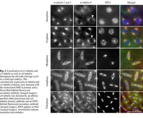 The maternal 4-tubulin isoform is enriched in the interpolar... | Download Scientific Diagram