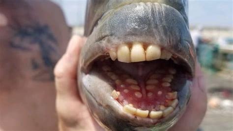 Fish with 'human' teeth caught in North Carolina - BBC News