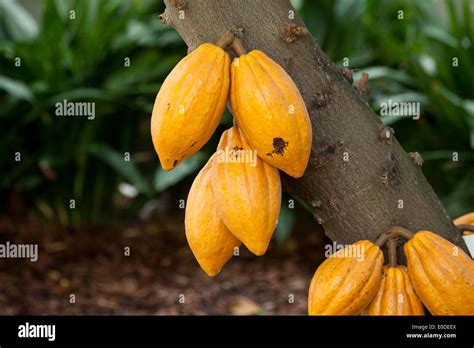 Ripe cocoa pods on tree (cacao) - USA Stock Photo - Alamy