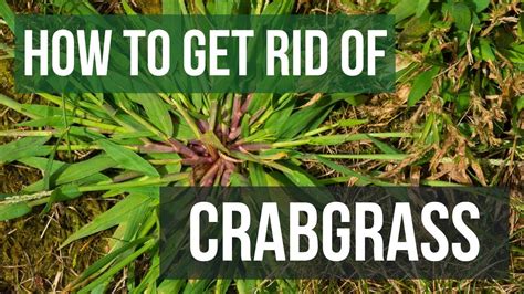 How to Get Rid of Crabgrass (4 Easy Steps) - YouTube