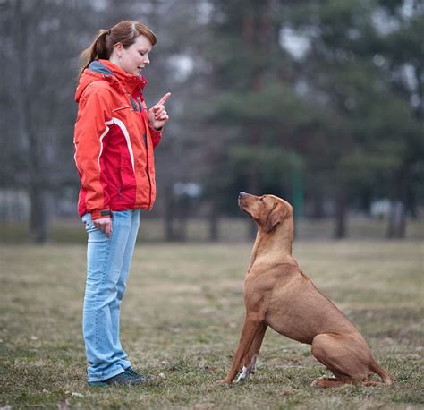 ¿Cómo reconocer y manejar al perro dominante?