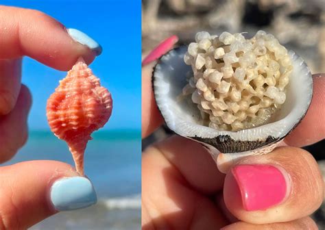 Identifying Florida Shell Egg Casings – Beachcombing Magazine